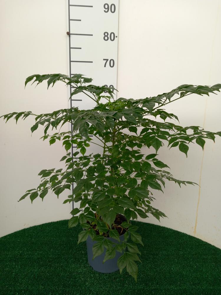 RADERMACHERA SINICA VP17