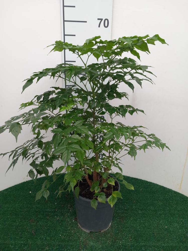 RADERMACHERA SINICA VP17