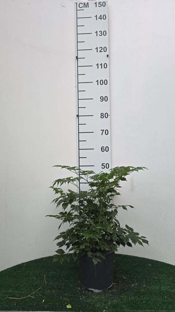 RADERMACHERA SINICA VP17