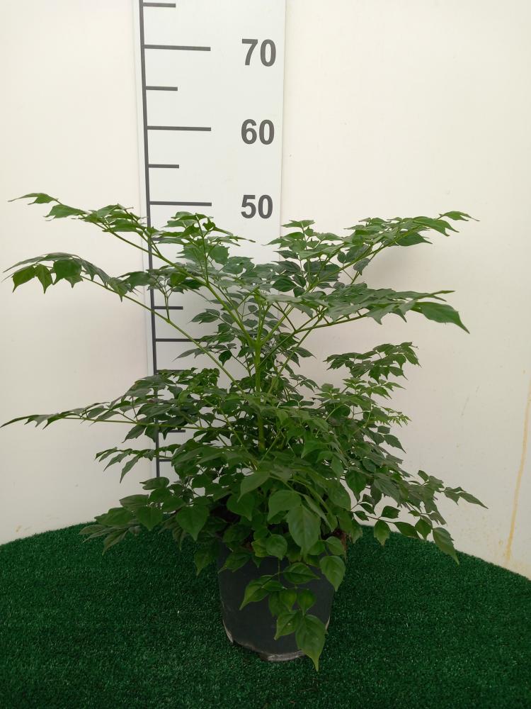 RADERMACHERA SINICA VP17