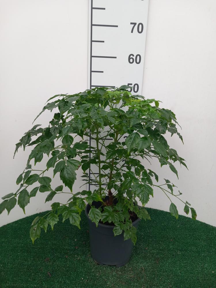 RADERMACHERA SINICA VP17