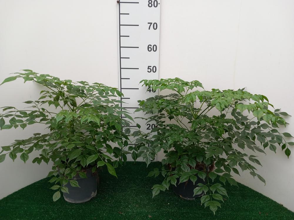 RADERMACHERA SINICA VP17