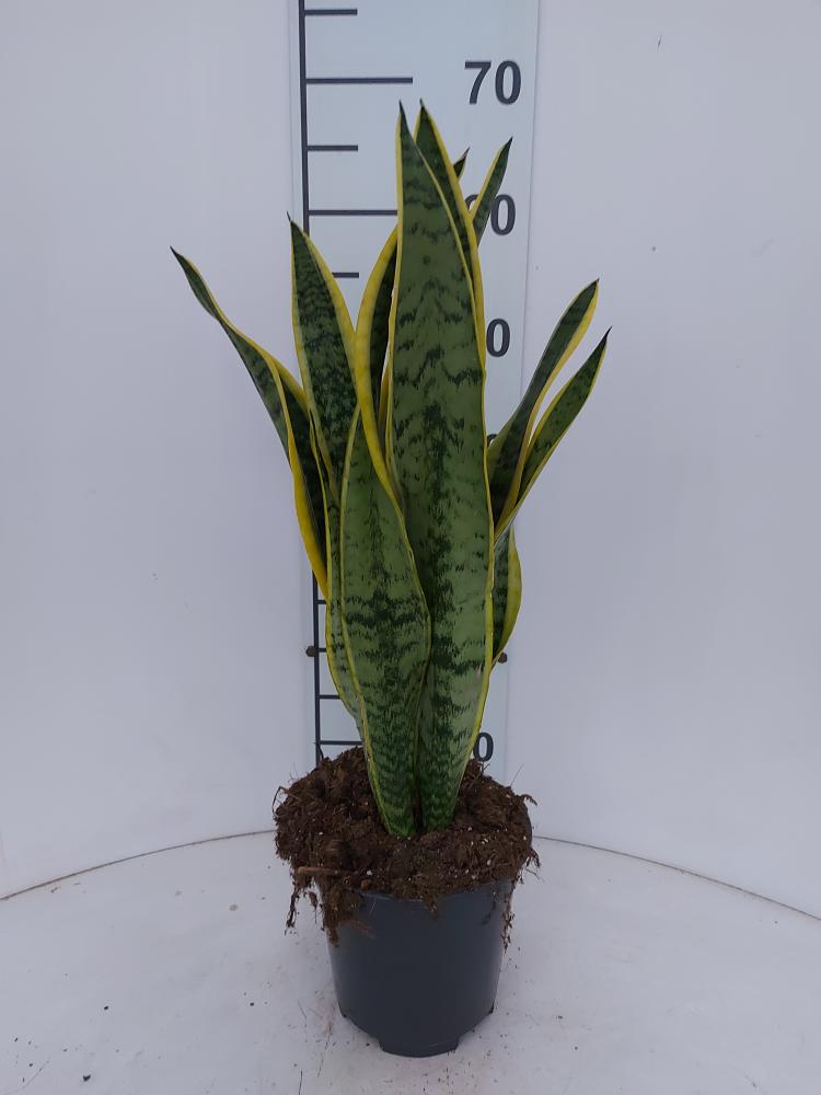 SANSEVIERIA LAURENTII VP17