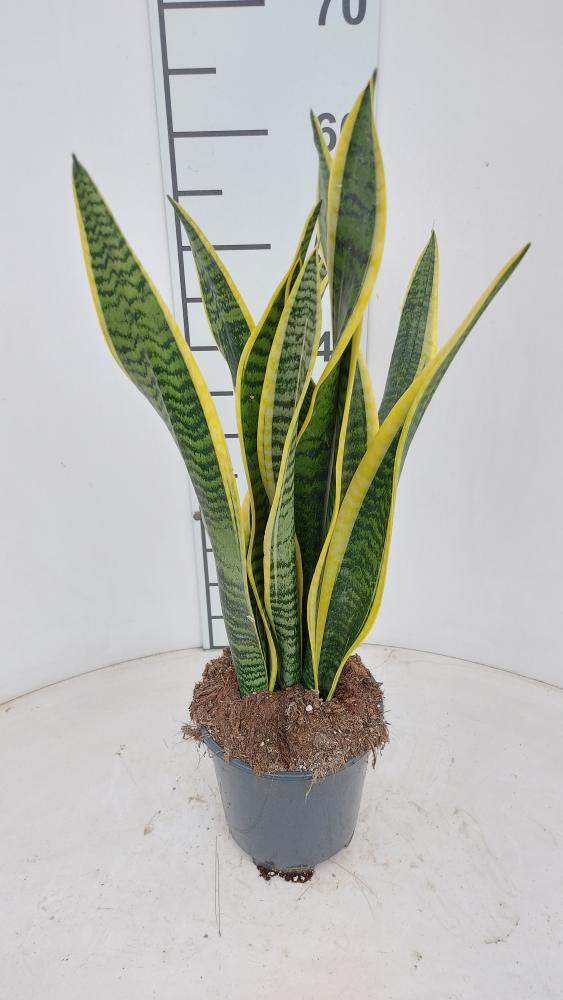 SANSEVIERIA LAURENTII VP17