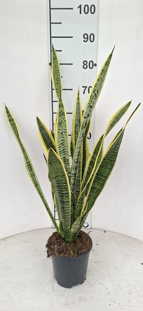 SANSEVIERIA LAURENTII VP17