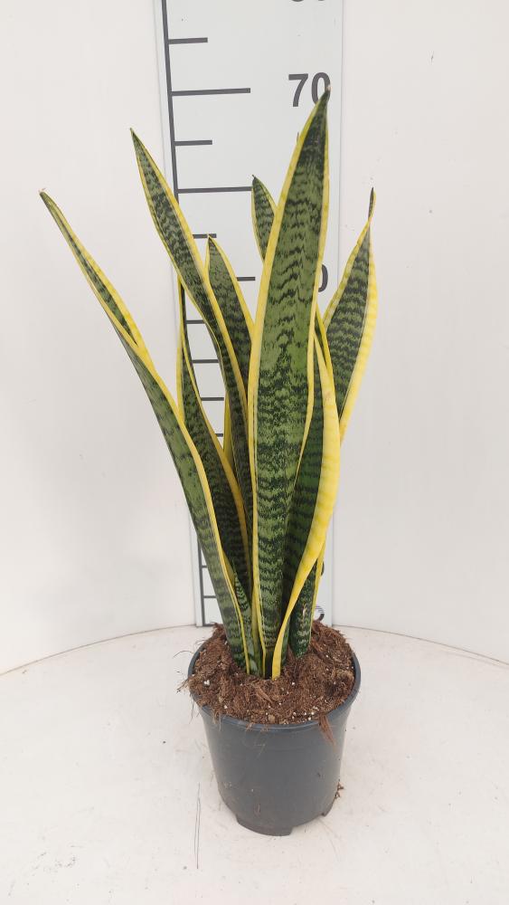 SANSEVIERIA LAURENTII VP17