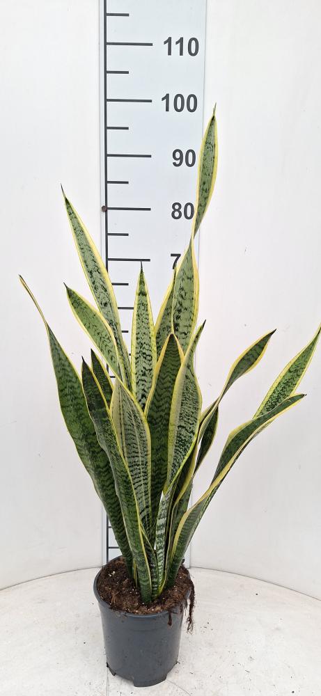 SANSEVIERIA LAURENTII VP17