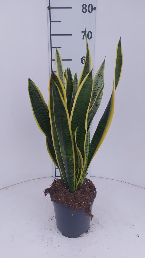 SANSEVIERIA LAURENTII VP17