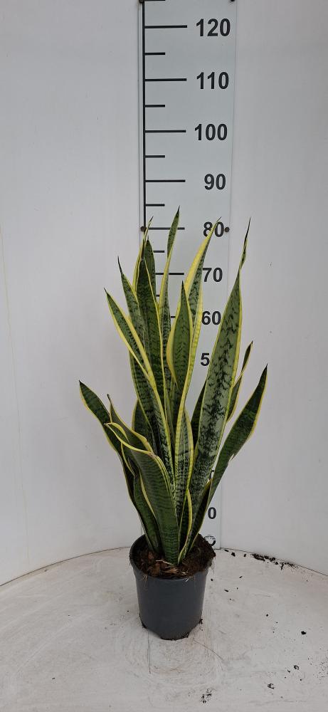 SANSEVIERIA LAURENTII VP17