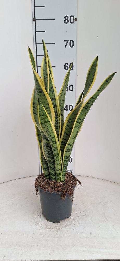 SANSEVIERIA LAURENTII VP17