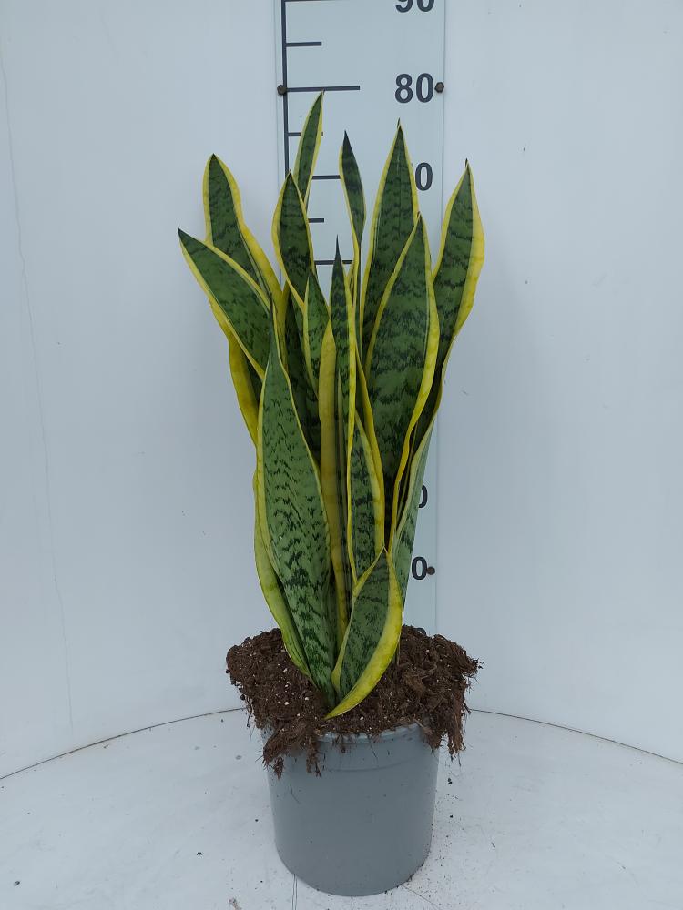 SANSEVIERIA LAURENTII VP21