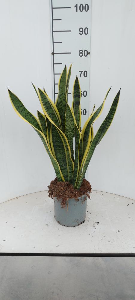 SANSEVIERIA LAURENTII VP21