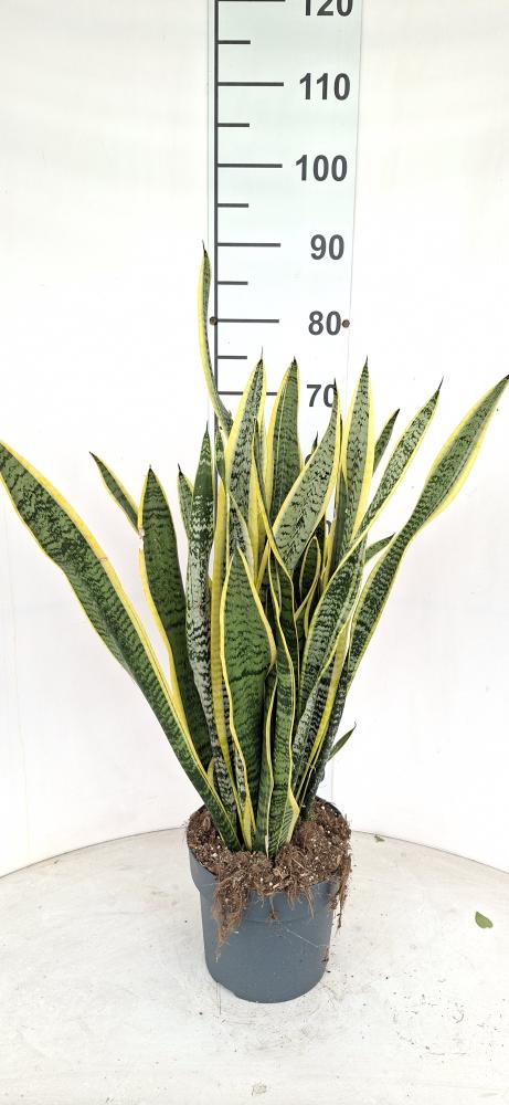 SANSEVIERIA LAURENTII VP21