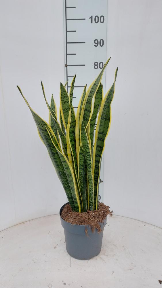 SANSEVIERIA LAURENTII VP21