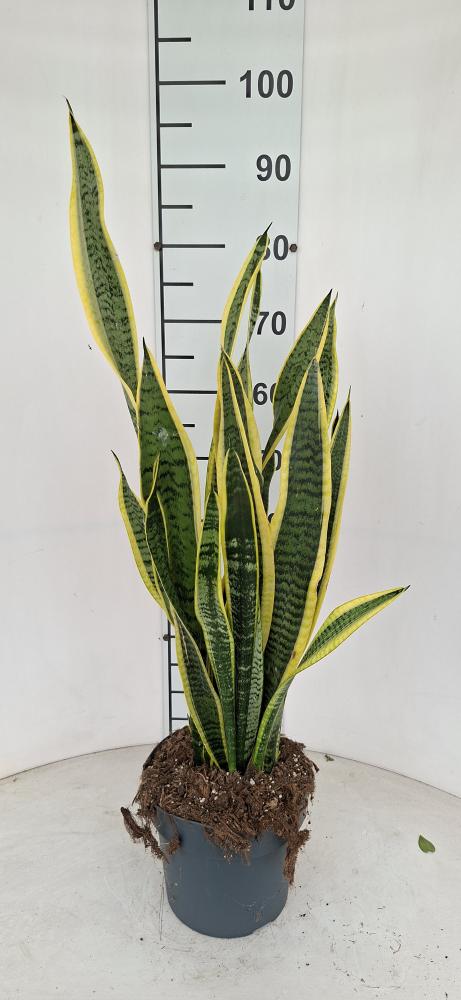 SANSEVIERIA LAURENTII VP21