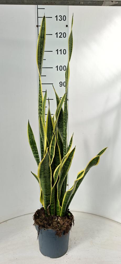 SANSEVIERIA LAURENTII VP21