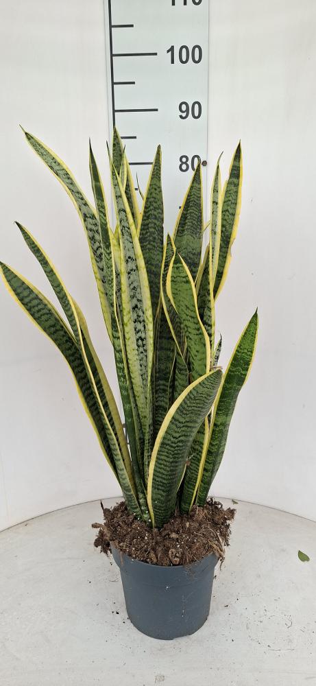 SANSEVIERIA LAURENTII VP21