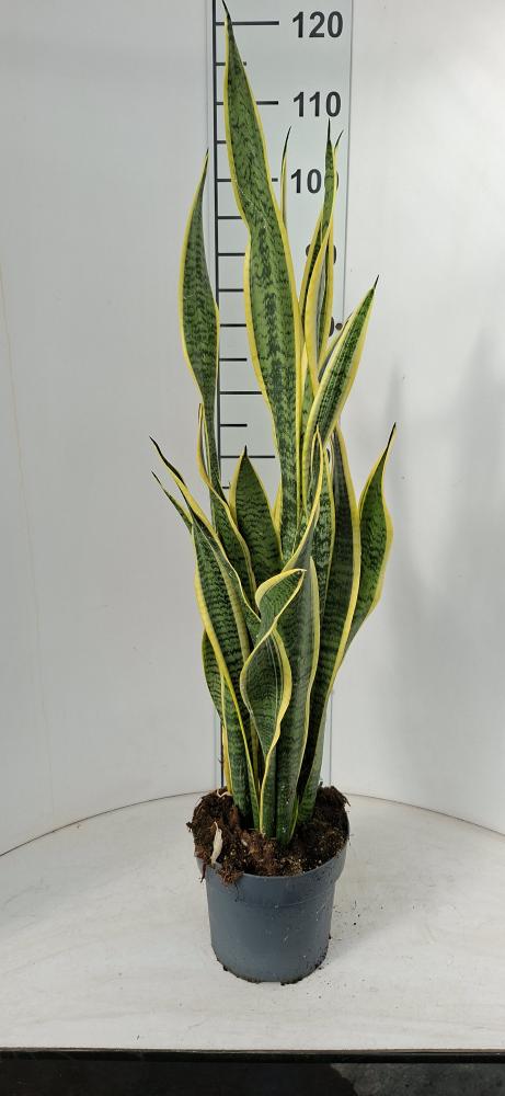 SANSEVIERIA LAURENTII VP21