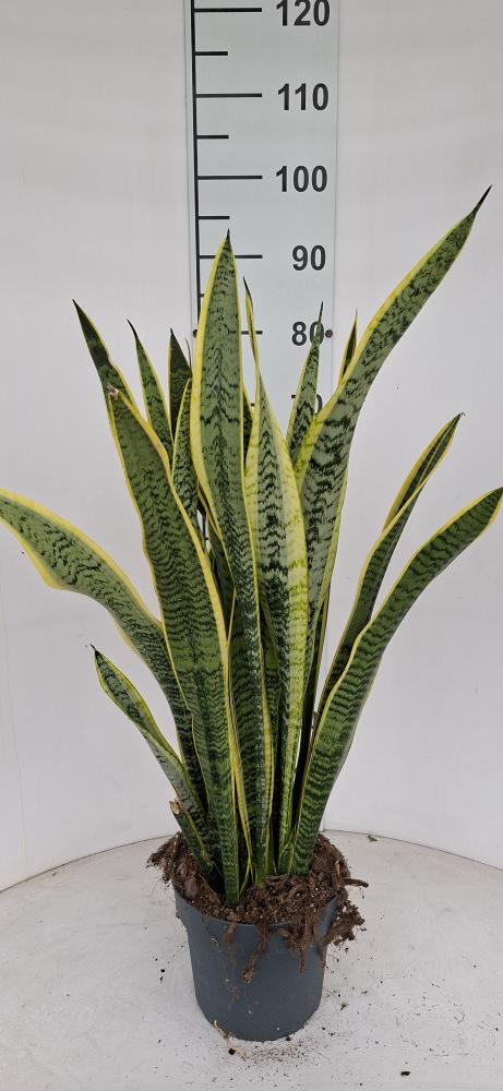 SANSEVIERIA LAURENTII VP21