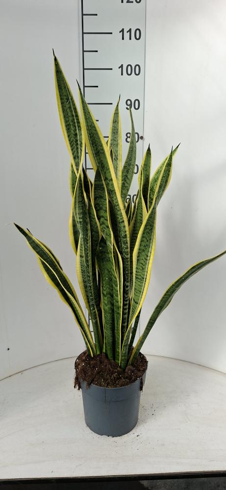 SANSEVIERIA LAURENTII VP21