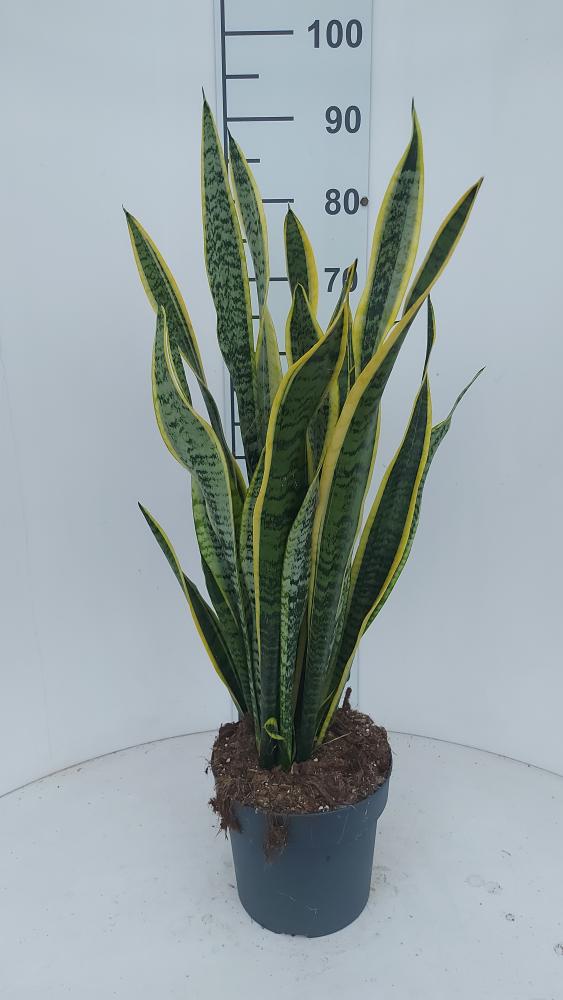 SANSEVIERIA LAURENTII VP21