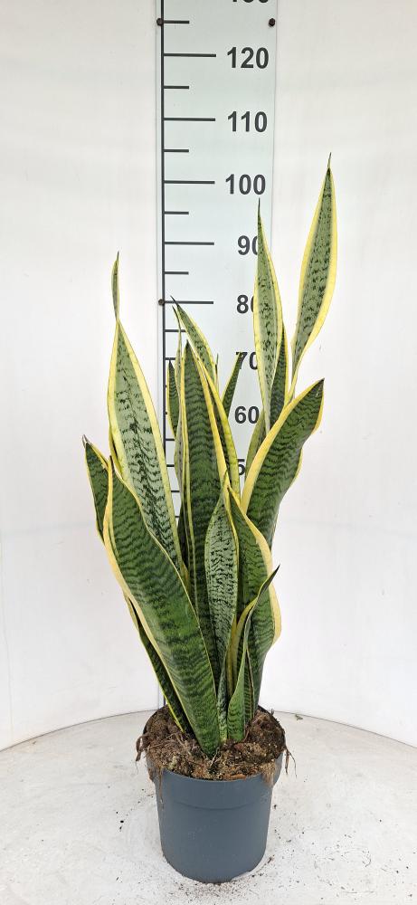 SANSEVIERIA LAURENTII VP21