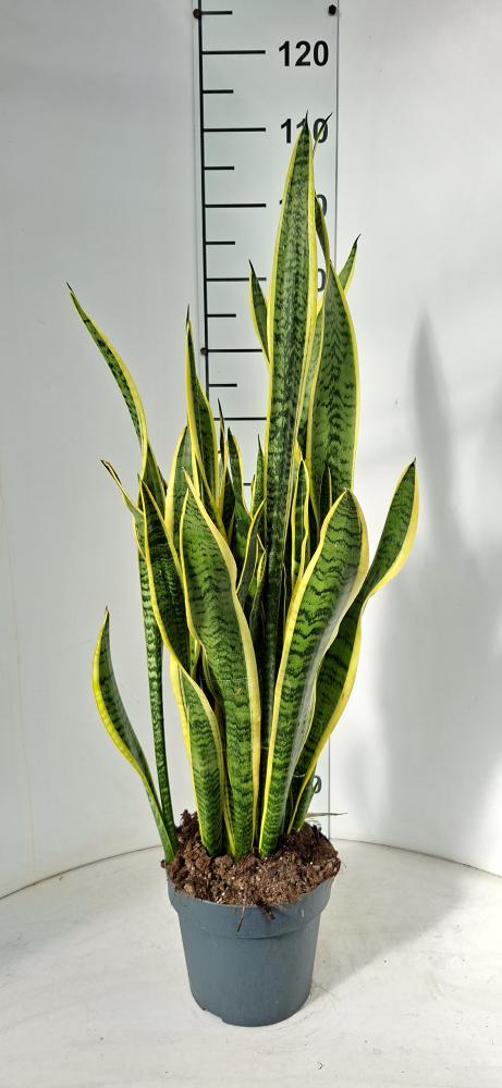 SANSEVIERIA LAURENTII VP21