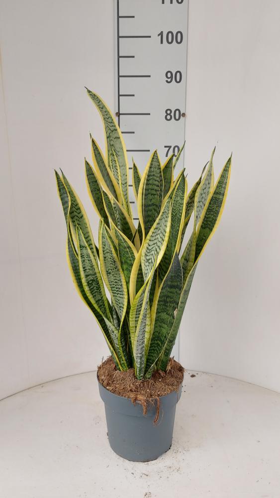 SANSEVIERIA LAURENTII VP21