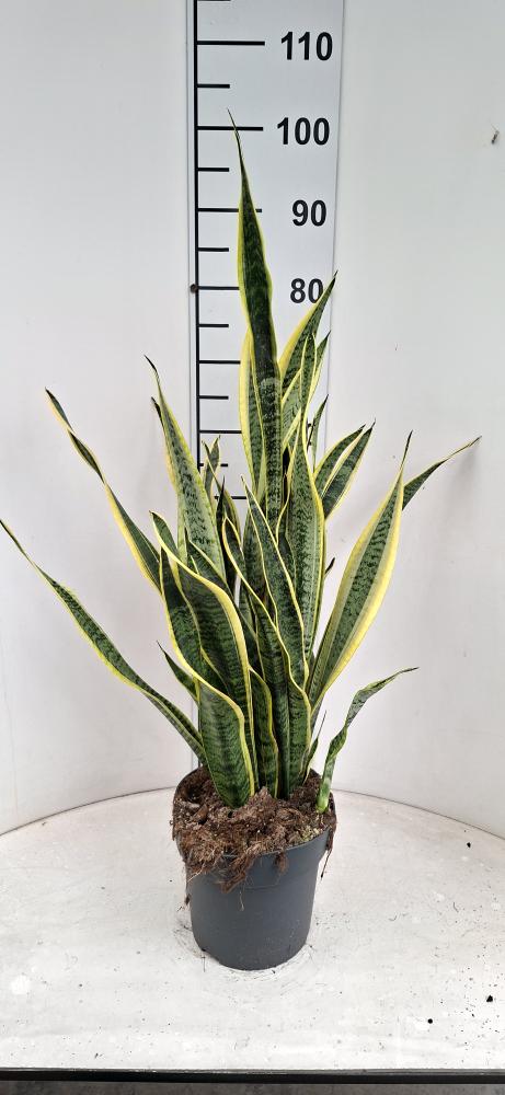 SANSEVIERIA LAURENTII VP21
