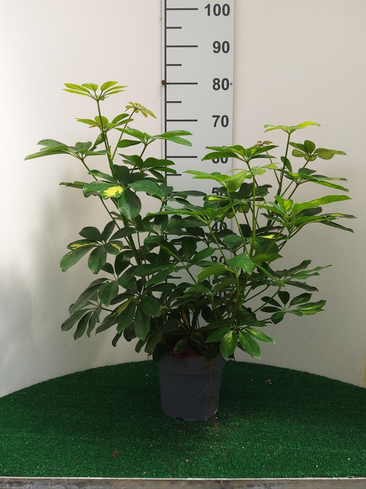 SCHEFFLERA GOLD CAPELLA 3P VP17
