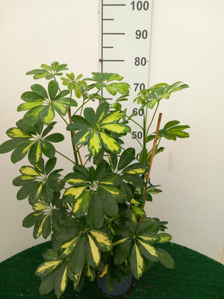 SCHEFFLERA GOLD CAPELLA 3P VP17