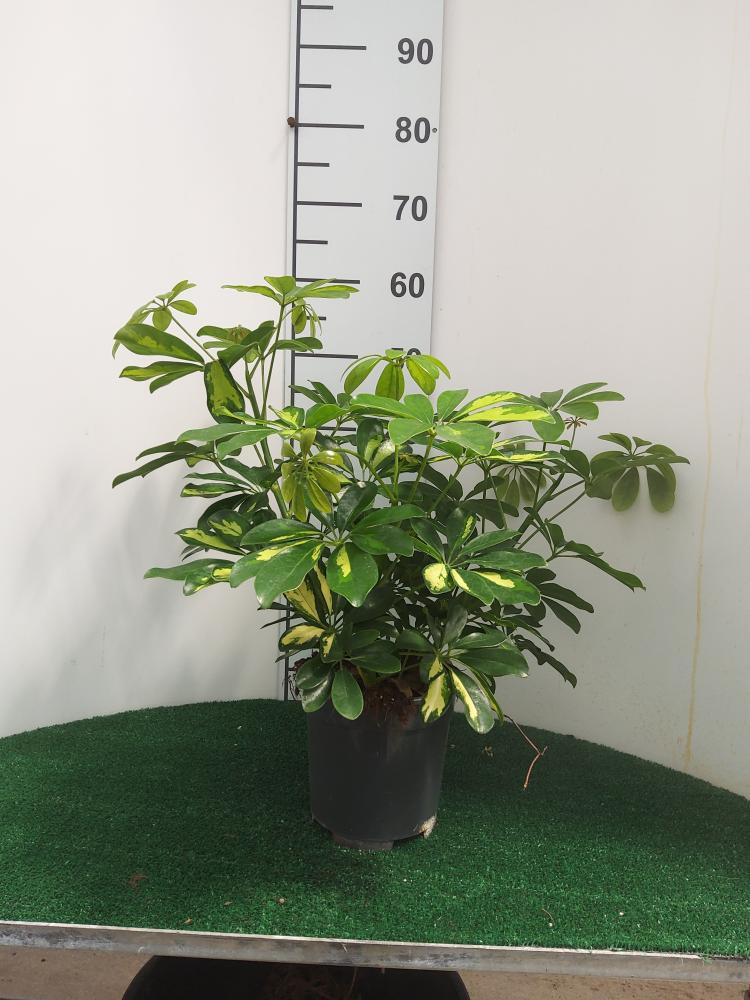 SCHEFFLERA GOLD CAPELLA 3P VP17