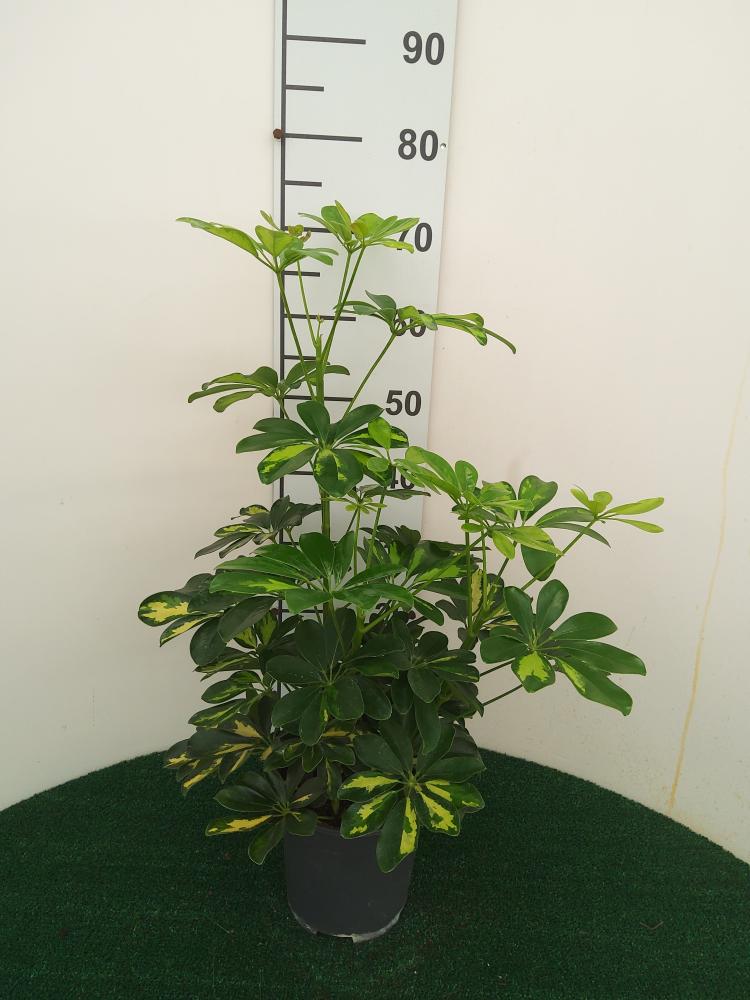 SCHEFFLERA GOLD CAPELLA 3P VP17
