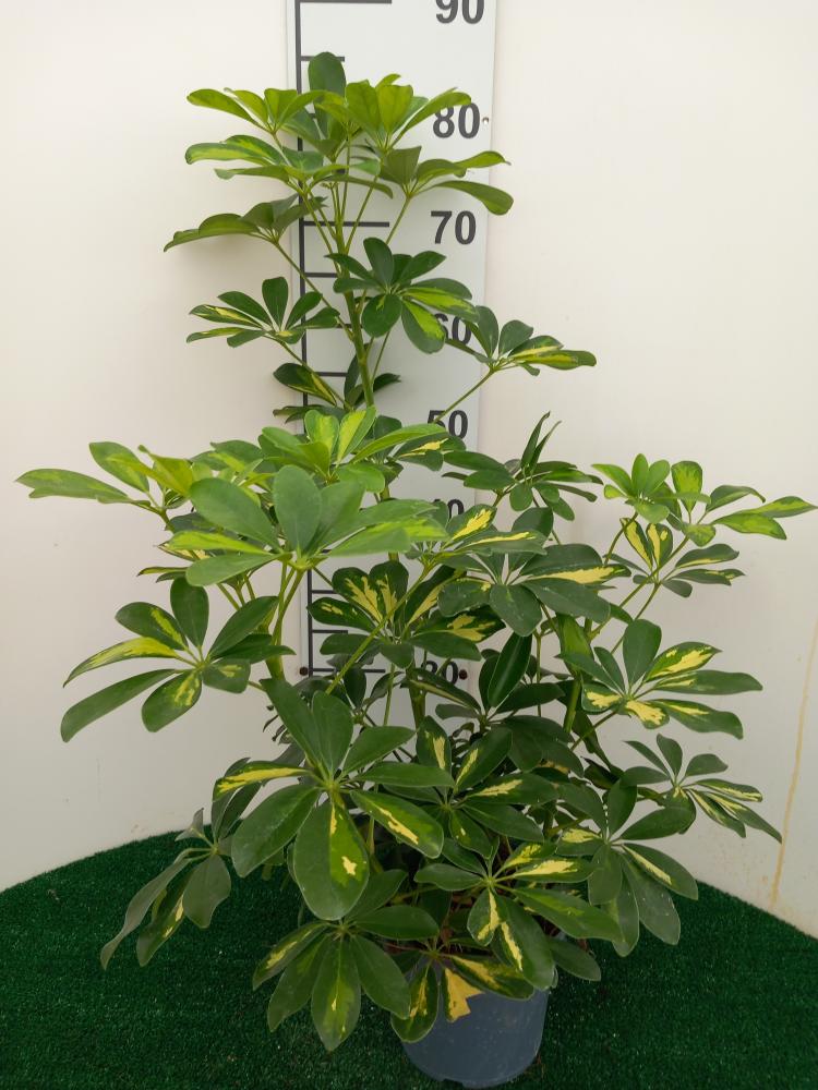 SCHEFFLERA GOLD CAPELLA 3P VP17