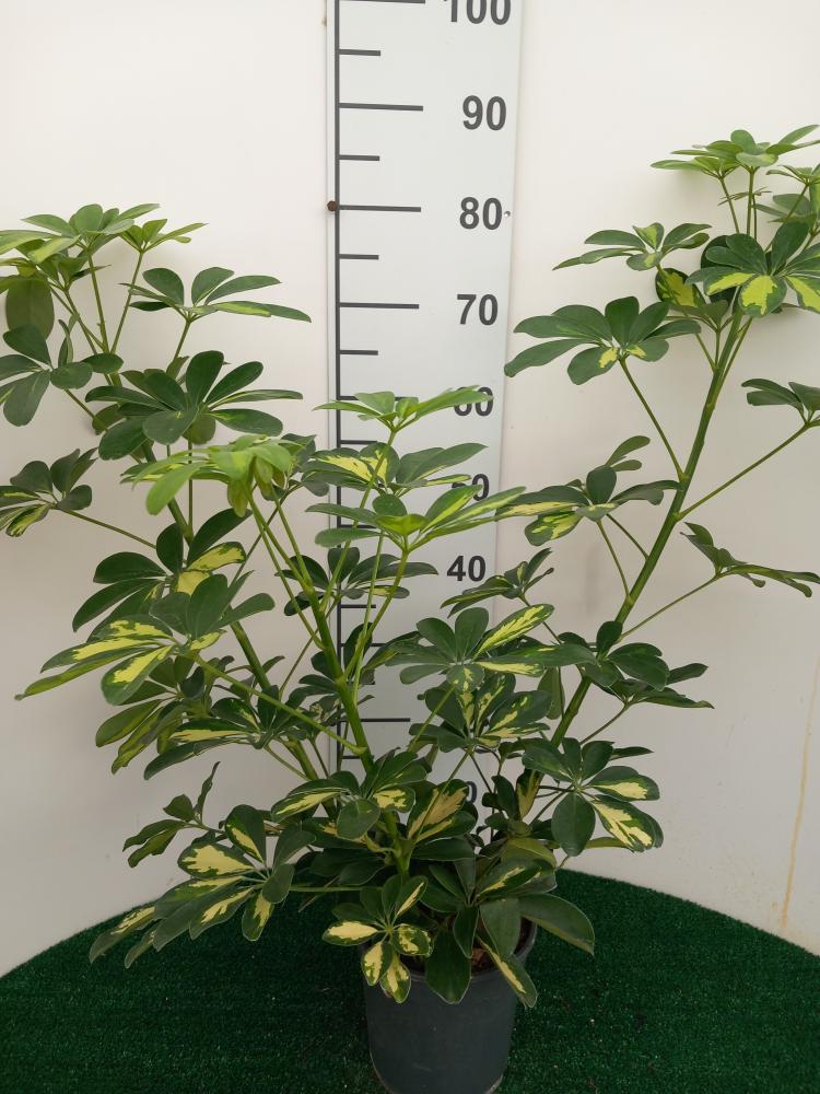SCHEFFLERA GOLD CAPELLA 3P VP17