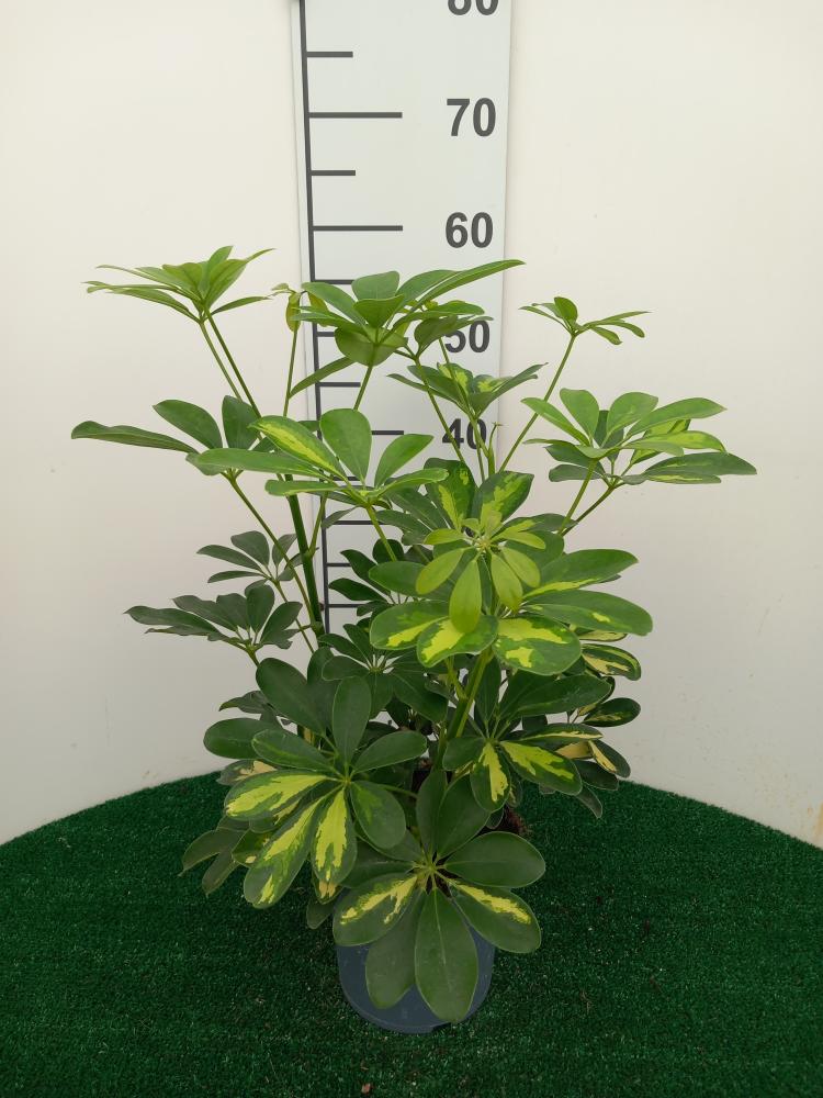 SCHEFFLERA GOLD CAPELLA 3P VP17