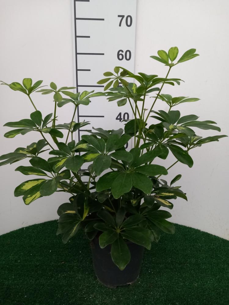 SCHEFFLERA GOLD CAPELLA 3P VP17