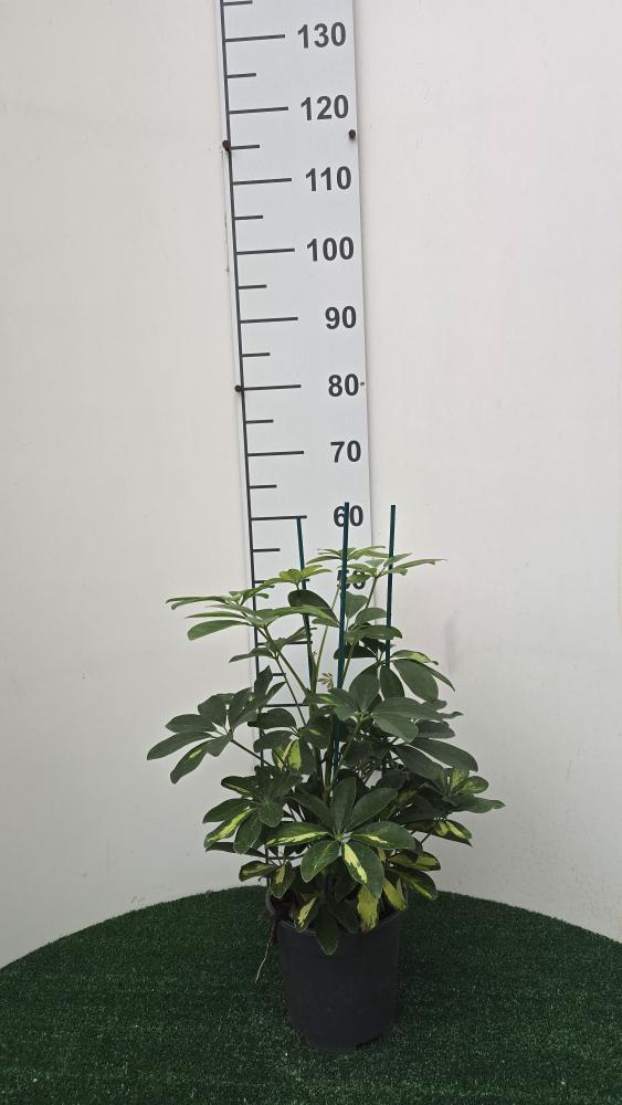SCHEFFLERA GOLD CAPELLA 3P VP17