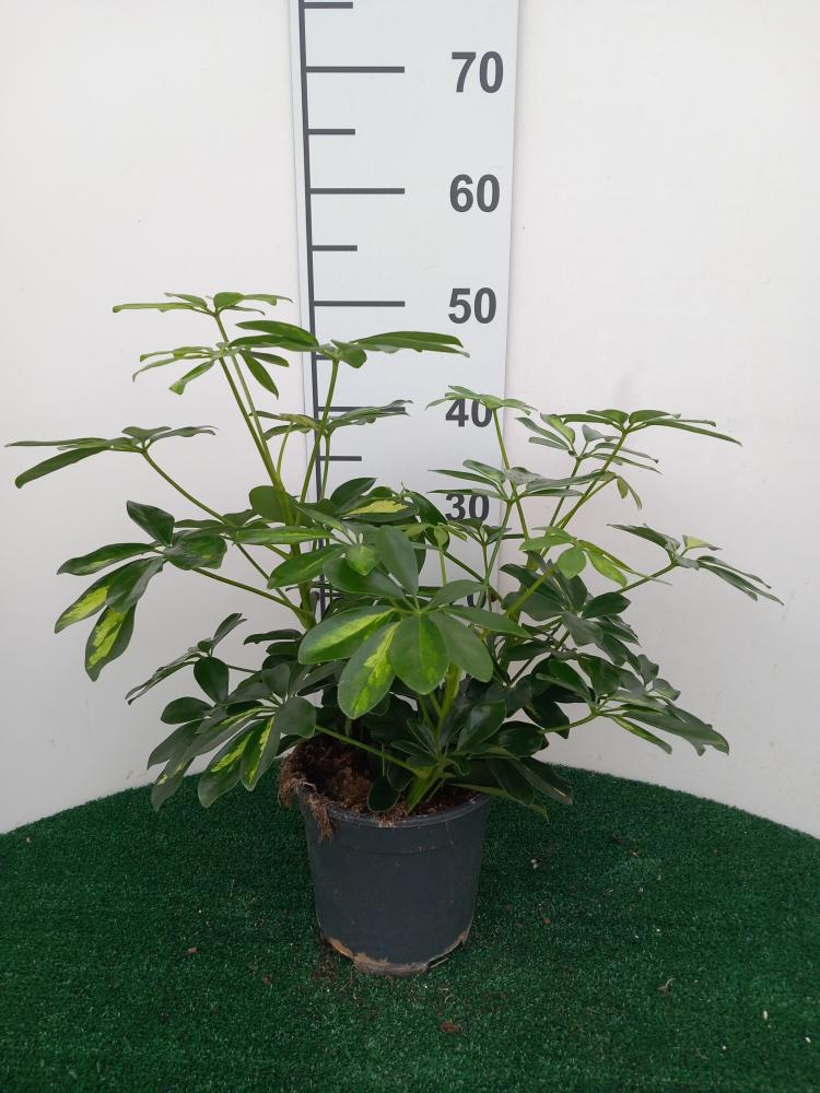 SCHEFFLERA GOLD CAPELLA 3P VP17