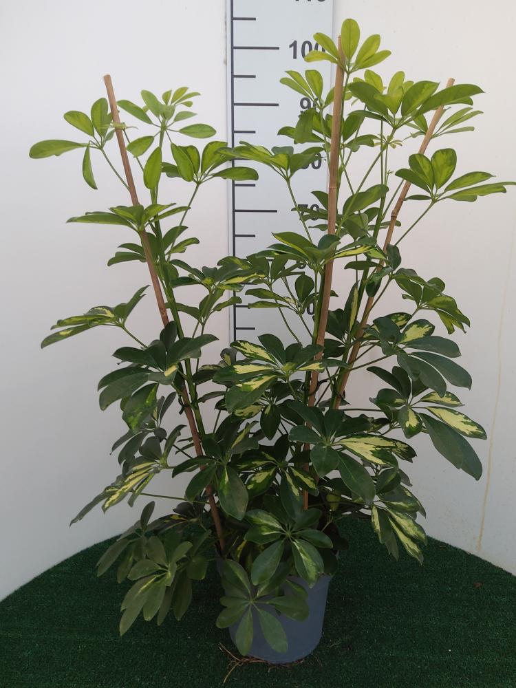 SCHEFFLERA GOLD CAPELLA 3P VP21