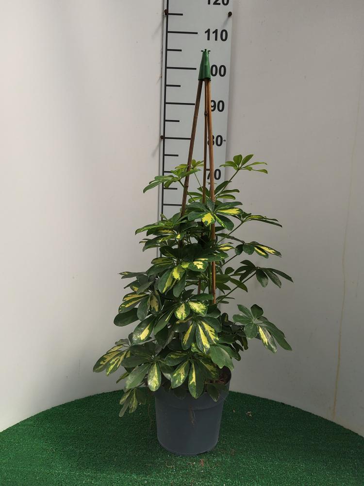 SCHEFFLERA GOLD CAPELLA 3P VP21