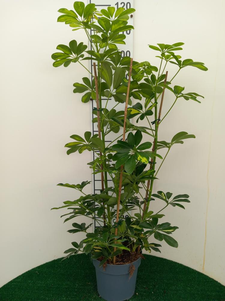 SCHEFFLERA GOLD CAPELLA 3P VP21