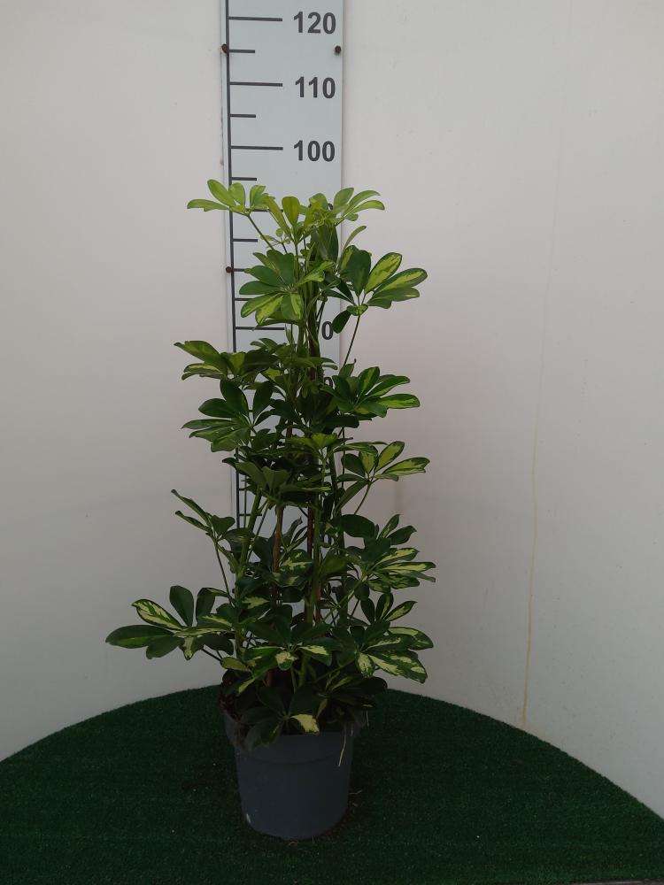 SCHEFFLERA GOLD CAPELLA 3P VP21