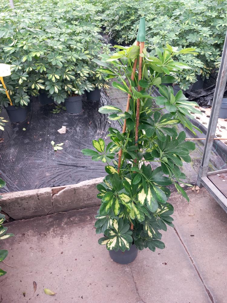 SCHEFFLERA GOLD CAPELLA 3P VP21