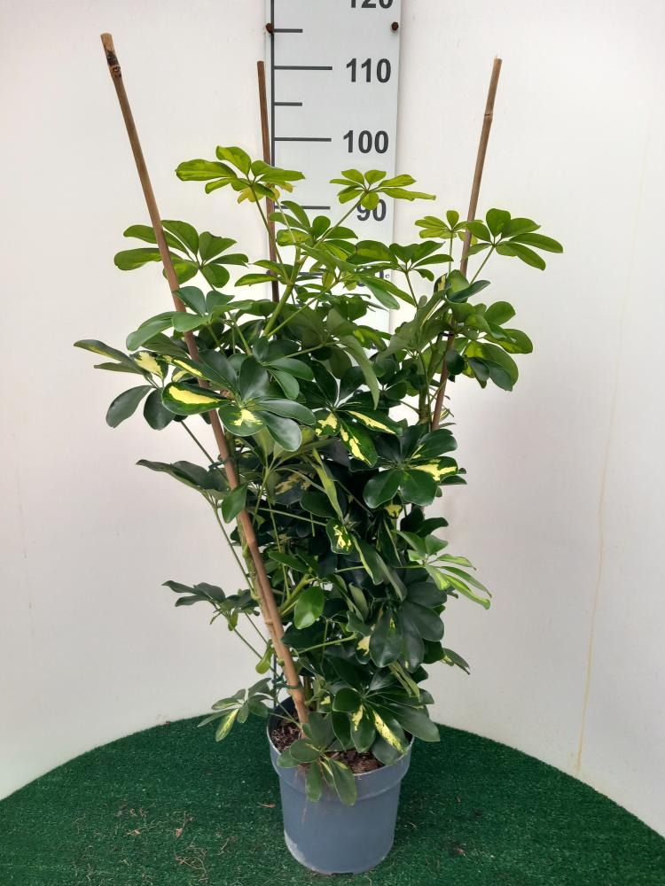 SCHEFFLERA GOLD CAPELLA 3P VP21