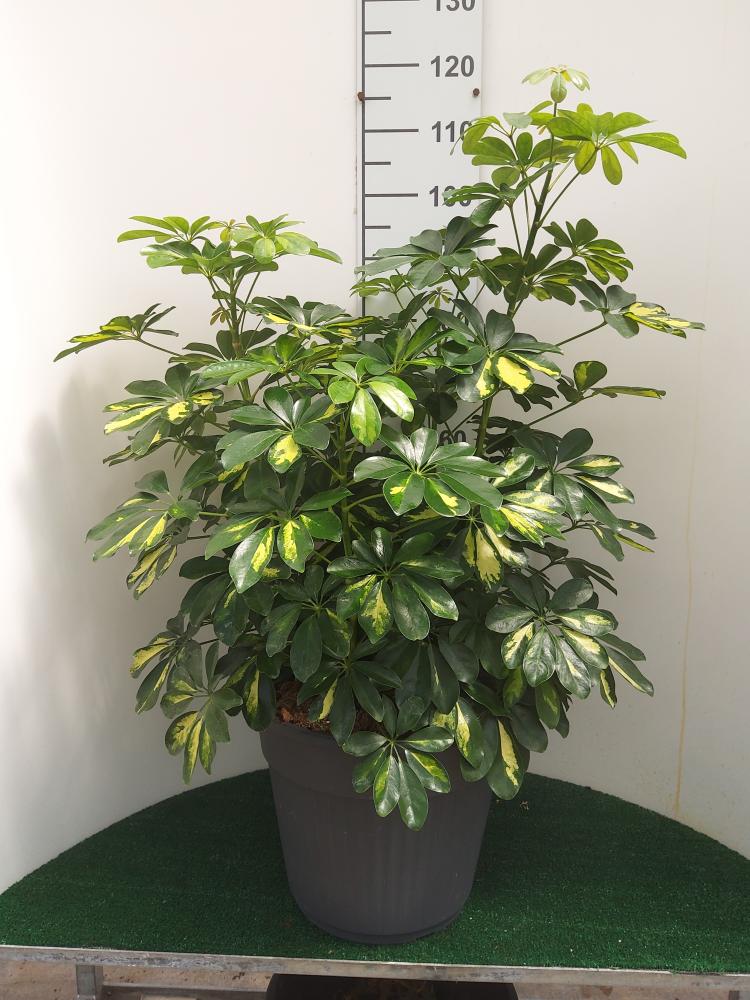 SCHEFFLERA GOLD CAPELLA VP35