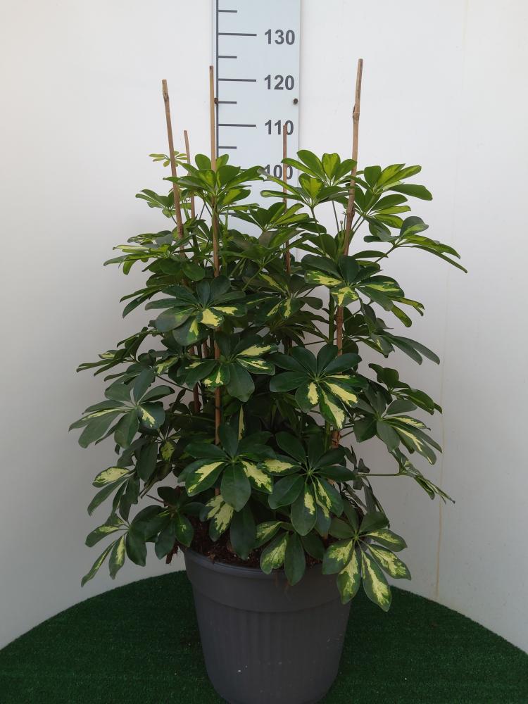 SCHEFFLERA GOLD CAPELLA VP35