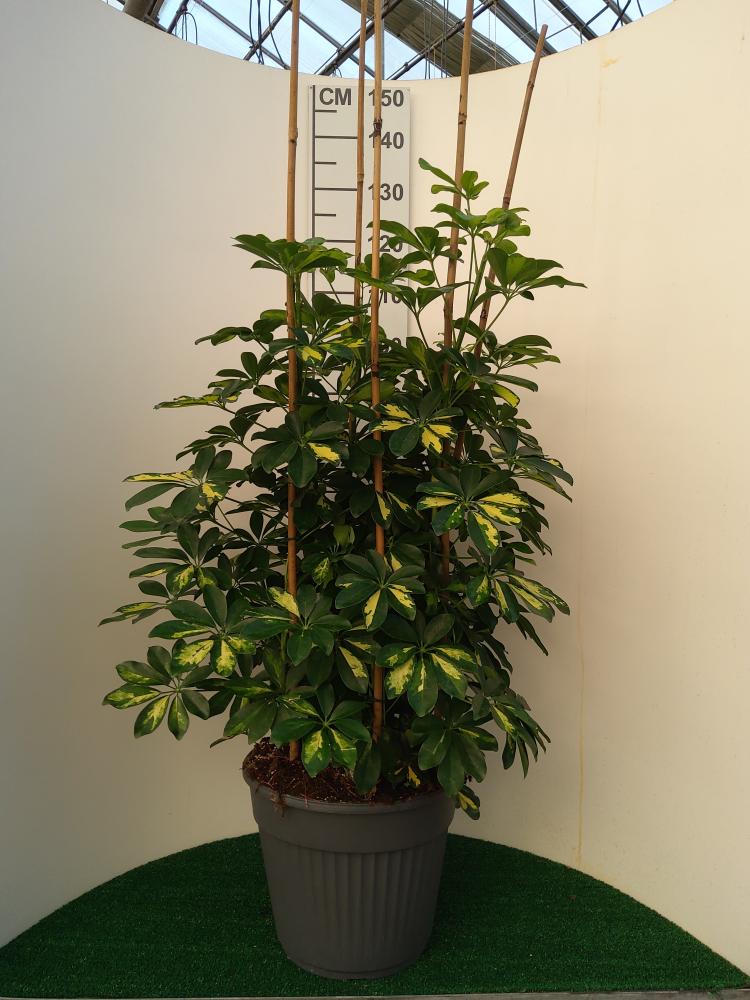 SCHEFFLERA GOLD CAPELLA VP35