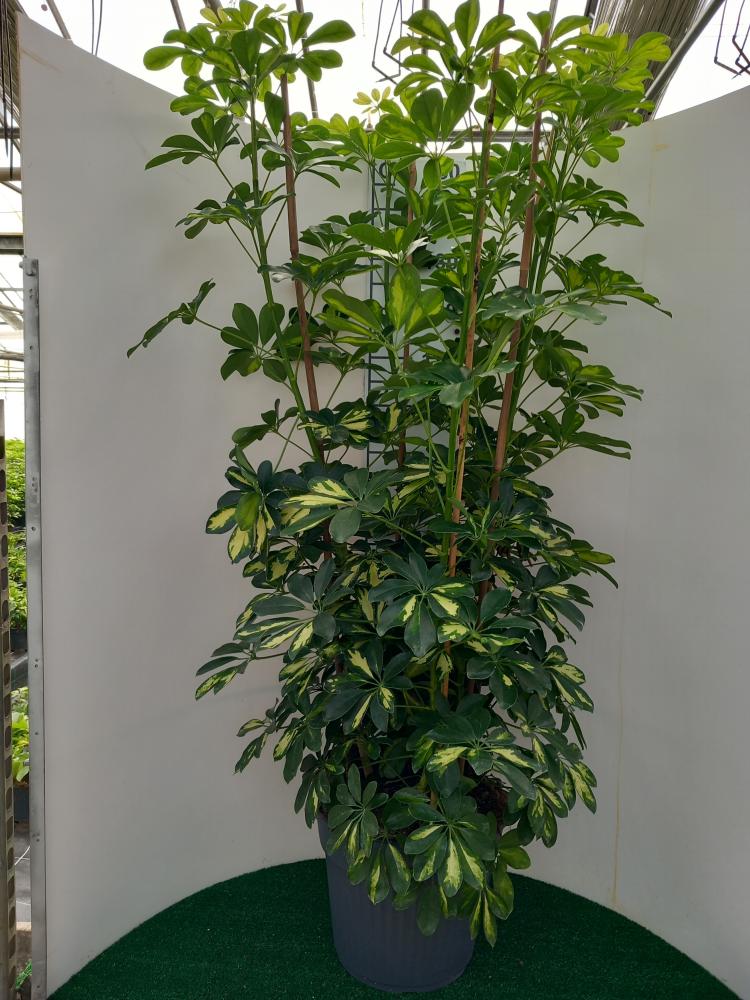 SCHEFFLERA GOLD CAPELLA VP35