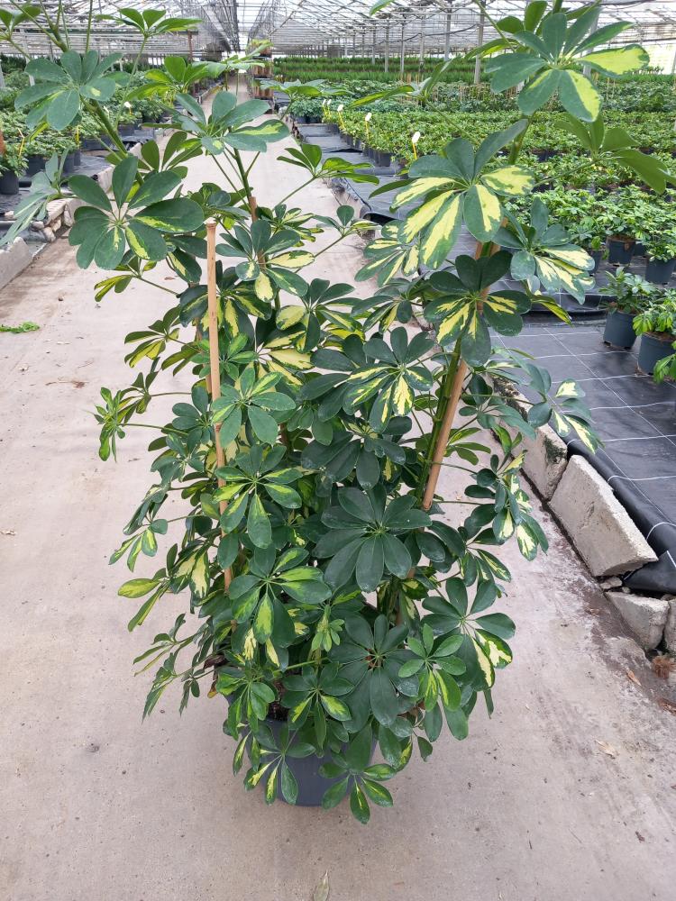 SCHEFFLERA GOLD CAPELLA VP35